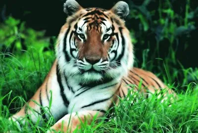 ANIMALES HERMOSOS jigsaw puzzle