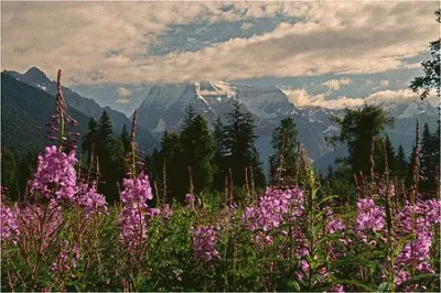 פאזל של Ã©pilobes