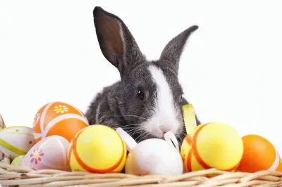 Conillet de Pascua jigsaw puzzle