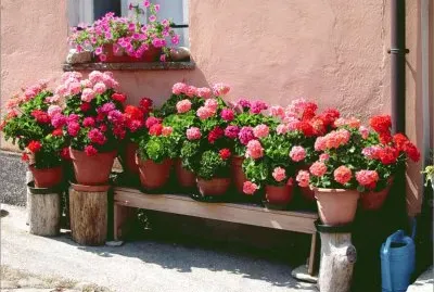 פאזל של Flors