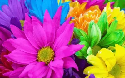 פאזל של Colorful Flowers
