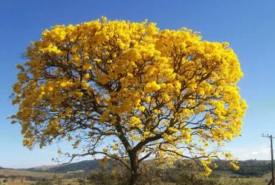 IpÃª amarelo jigsaw puzzle