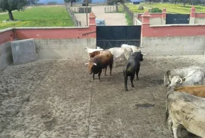 toros1 jigsaw puzzle