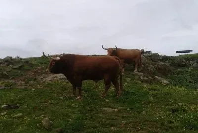 toros3 jigsaw puzzle