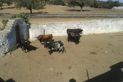 toros5 jigsaw puzzle