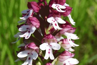 orchis jigsaw puzzle