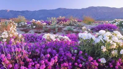 Nature Flowers Mojave Desert California
