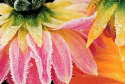 Frost on the last Blooms