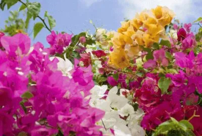 Bougainvillea