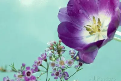 Flowers floating in Water