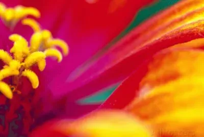 Whirligig Zinnia