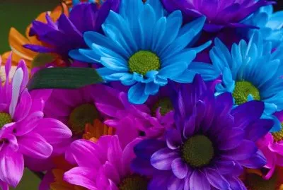 פאזל של Colorful Flowers