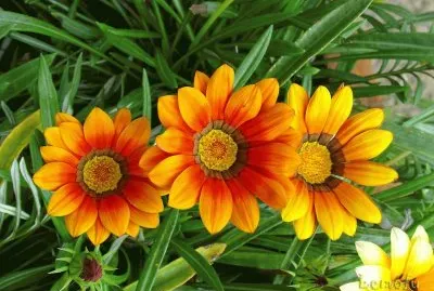 04 de abril jigsaw puzzle