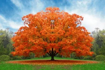 arvore laranja