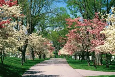 פאזל של 4 flores no caminho