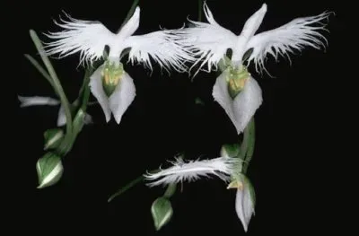 orchidÃ©es jigsaw puzzle