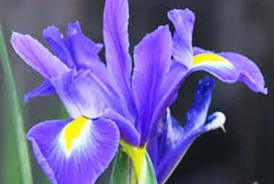 Iris