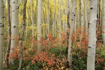 פאזל של Paisaje