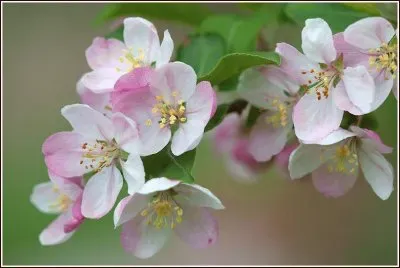 flor