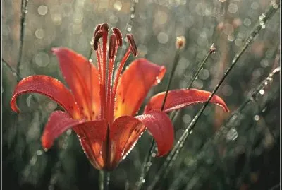 flor