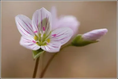 Flor
