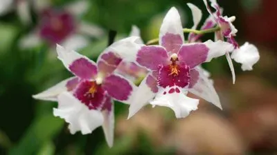 BELLA ORQUÃDEA jigsaw puzzle