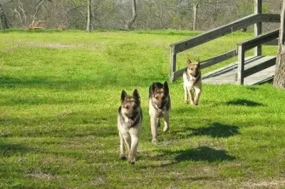 Doofus has superpowers!