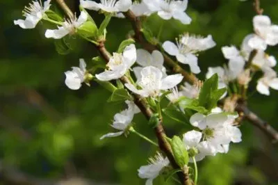 MARSU