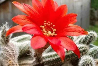 fleur de cactus jigsaw puzzle