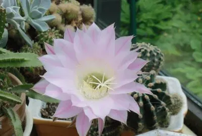 fleur de cactus