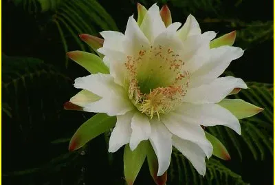 fleur de cactus