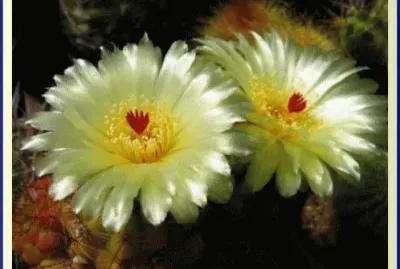 fleurs de cactus