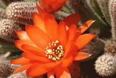 fleur de cactus