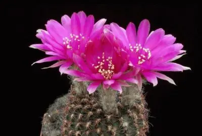 fleur de cactus
