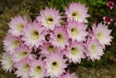 fleur de cactus