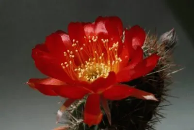 fleurs de cactus
