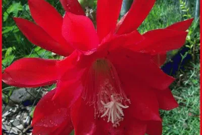 fleur de cactus