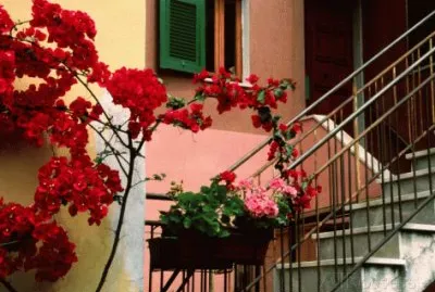 Flowers and painting House Italy