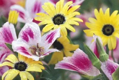 Daisy Flower