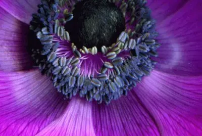 Purple Anemones