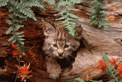 gatet