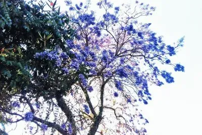 ARBOL JACARANDAS