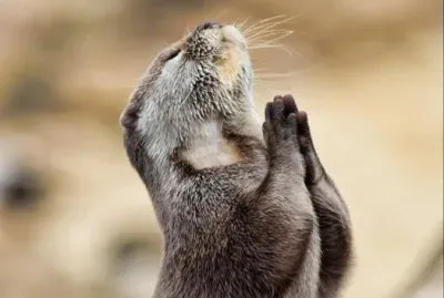 ARDILLA DANDO GRACIAS