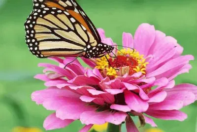 Mariposa en Flor 2