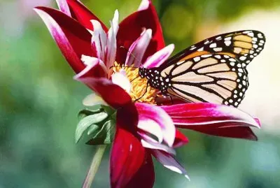 Mariposa en flor