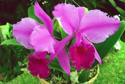 BELLEZA NATURAL jigsaw puzzle