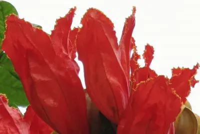 ç«ç„°èŠ± jigsaw puzzle