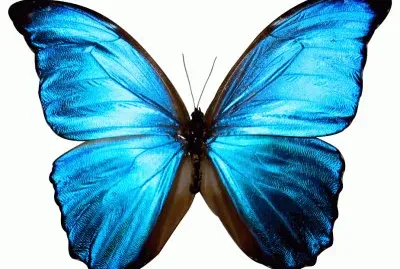 Blue Butterfly
