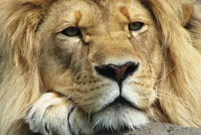 The King of the animals
