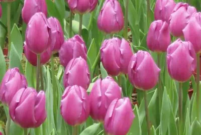 é¬±é‡‘é¦™ jigsaw puzzle